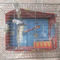 مرغ عشق سالم