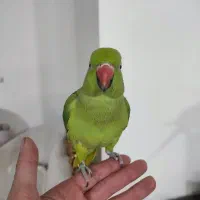 ملنگو رام شده|پرنده|قائمشهر, |دیوار