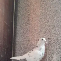 کفتر قلمکار|پرنده|ملایر, |دیوار