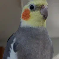 پرنده گمشده