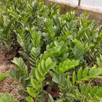 فروش تعداد زاموفیلیا|گل و گیاه طبیعی|شیرود, |دیوار