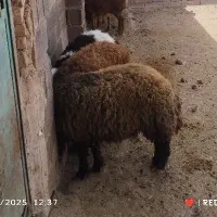 ۵ راس بره ماده دوبر افشار
