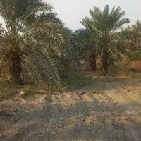 فروش درخت نخل