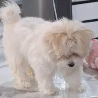 سگ پاکوتاه|سگ|کاشان, فاز ۲ ناجی آباد|دیوار