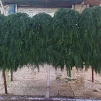 شوید|خوردنی و آشامیدنی|دزفول, |دیوار