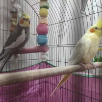 عروس هلندی نر و ماده جفت|پرنده|رامهرمز, |دیوار