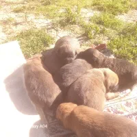 توله بلژین مالینیوز اصیل