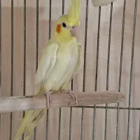 عروس هلندی ماده زعفرانی آماده جفت|پرنده|تهران, جمال‌زاده|دیوار