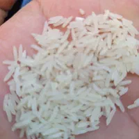 برنج طارم احمدی گرگان