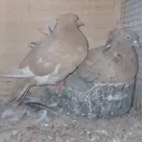 کبوتر.چاپی|پرنده|تهران, تهرانسر شمالی|دیوار