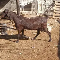 بز هل مخصوص قصابی بندر دیر