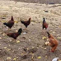 خروس کردی محلی