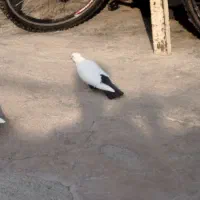 جونه ماده دم سی