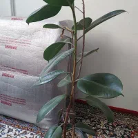 گل بنجامین.سانسوریا.فیلتوس.دیفن.ادرس گلبهار|گل و گیاه طبیعی|گلبهار, شهر جدید گلبهار|دیوار