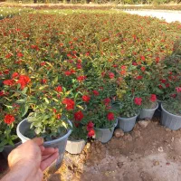 گل گیاه|گل و گیاه طبیعی|قرچک, صالح آباد|دیوار