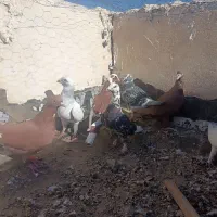 سرخ شامی|پرنده|میرجاوه, |دیوار