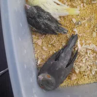 طوطی عروس هلندی سرلاکی در انواع رنگ و سن|پرنده|قائمشهر, |دیوار