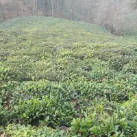 زمین-باغی-به-مساحت-2000-متر-مربع