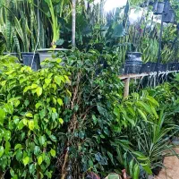 گلسرای مریم بانو بار جدید رسید۱۰درصد|گل و گیاه طبیعی|بیرجند, |دیوار