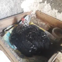 مرغ کرچ