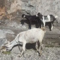 بز ابستن باجفت کهره نر