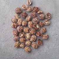 گردو