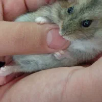 همستر گوگولی کوچولو باوسایل