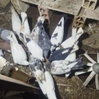 17عددکفترجغتگاه