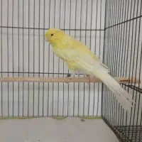 قناری پیداشده چاه سالم