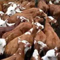 فروش گوساله سیمینتال اصیل آماده پروار