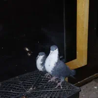 کبوتر کرباتی معاوضه طوطی عروس مینا|پرنده|مشهد, موعود|دیوار