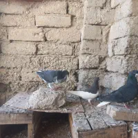کبوتر رنگی|پرنده|بوشهر, |دیوار