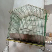 قناری باغی