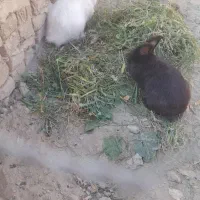 تعدادی خرگوش لوپ وارداتی