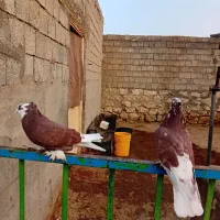 کبوتر|پرنده|نقده, |دیوار