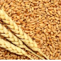 گندم درجه یک فروشی