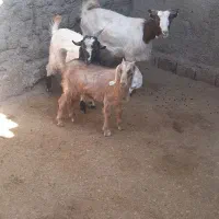 بزو بی|حیوانات مزرعه|خرم‌آباد, |دیوار