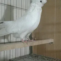 کبوتر قنار