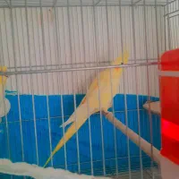 جفت عروس هلندی لوتینو