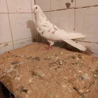 کبوتر رفتنی