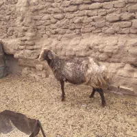 یک راس میش دورگ