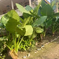 فروش گل باباآدم|گل و گیاه طبیعی|ماسال, |دیوار