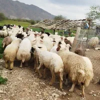 گوسفند فروش جفتی 30