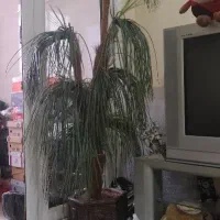 گل نخل مصنوعی