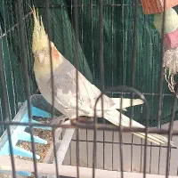 طوطی عروس ماده