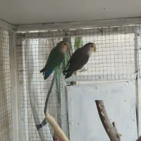 طوطی برزیلی رنگ های خاص دوماده و یک نر