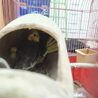 یک جفت عروس هلندی سالم|پرنده|کرمانشاه, |دیوار