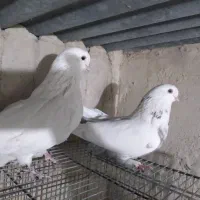 فروش  کبوتر نوک ریز