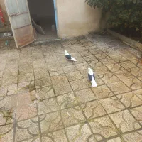 دو عدد پشتار نر|پرنده|گرمی, |دیوار