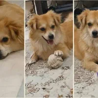 پامر اشپیتز|سگ|تهران, مینیسیتی (شهرک نفت)|دیوار